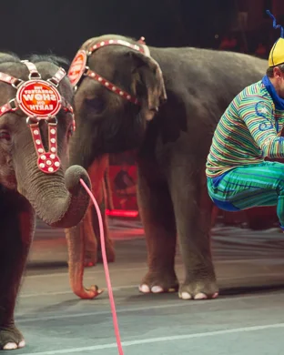 Ringling Bros. and Barnum & Bailey Circus Norfolk